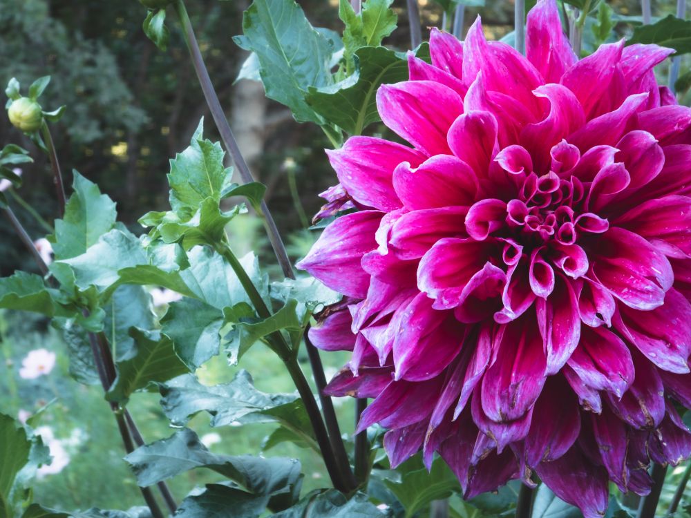 Ten inch blossom of the 'Emory Paul' dahlia. 