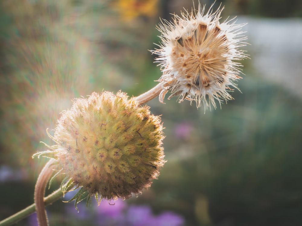 Fuzzy seed heads backlit by the morning sun.