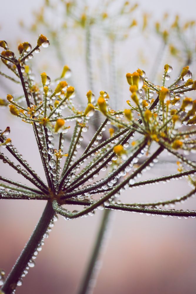 Dill covered in dew.
