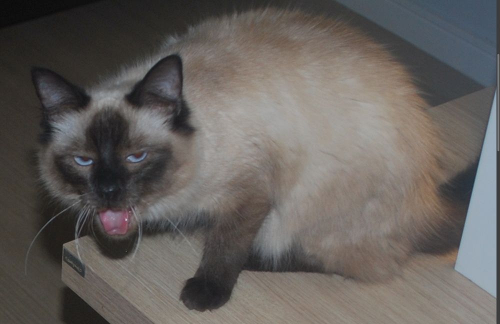 gata siamesa flagrada no meio de um bocejo com os olhos semi-cerrados e a boca aberta com a língua exposta