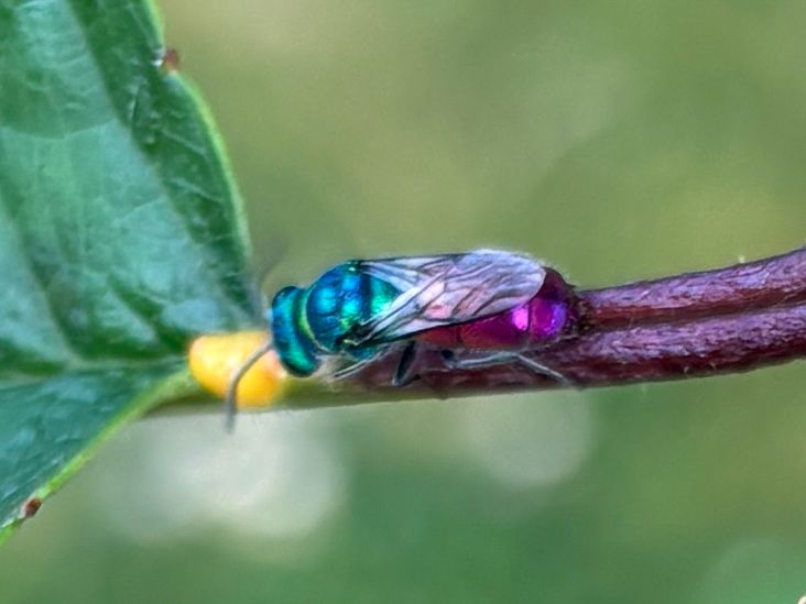 A shiny wasp with a green front and a purple-tinted thorax sitting on a plant stem