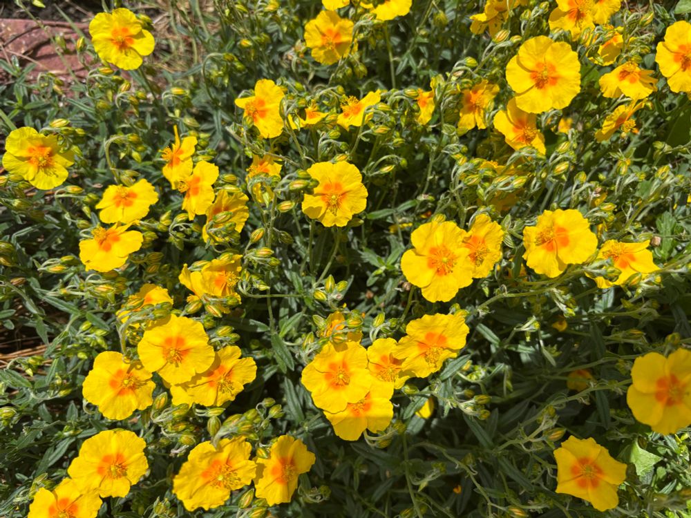 A small bush of small yellow flowers with orange centres