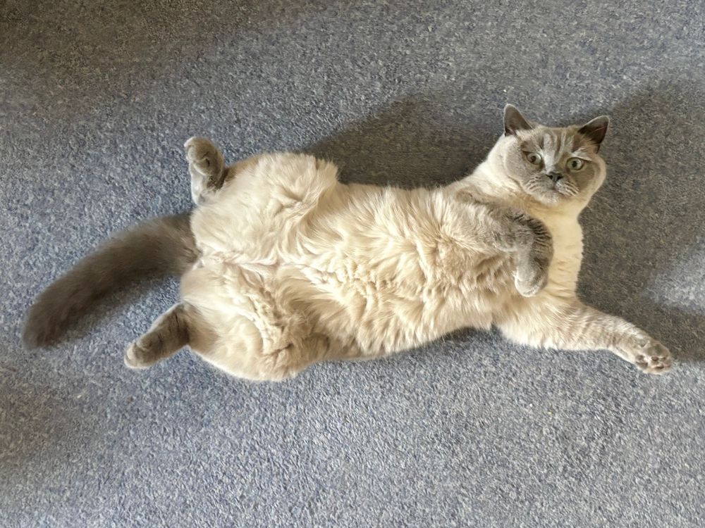 On a pale blue carpet is flopped Islay the blue colourpoint (white and grey) British Shorthair cat. 

She is on her back and two grey back feets are either side of her. Her dark grey stripy tail is sticking out to the left. One grey foot is curled over her chest and the other is stretched out to the right. Her round grey face and pale blue eyes look directly at the camera. But most important of all is that her buttery soft white tumtum is on full display. I did want to smush my entire face into it but I respect her boundaries!
