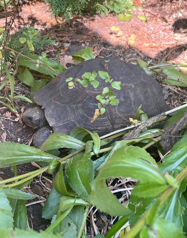 Spur-thighed tortoise sat amongst garden plants