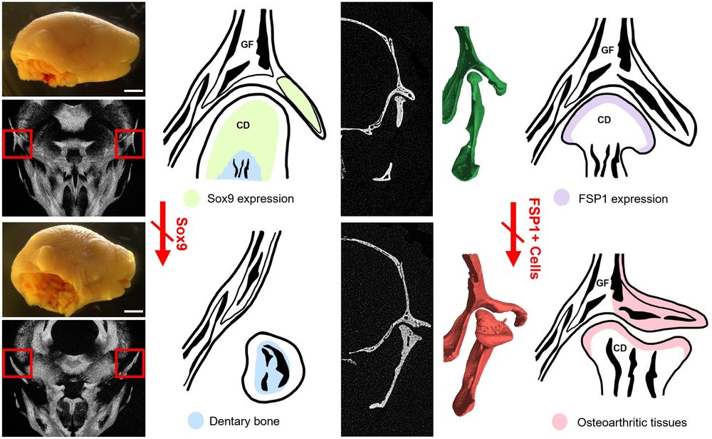 Graphical abstract summarising the key findings of the paper.