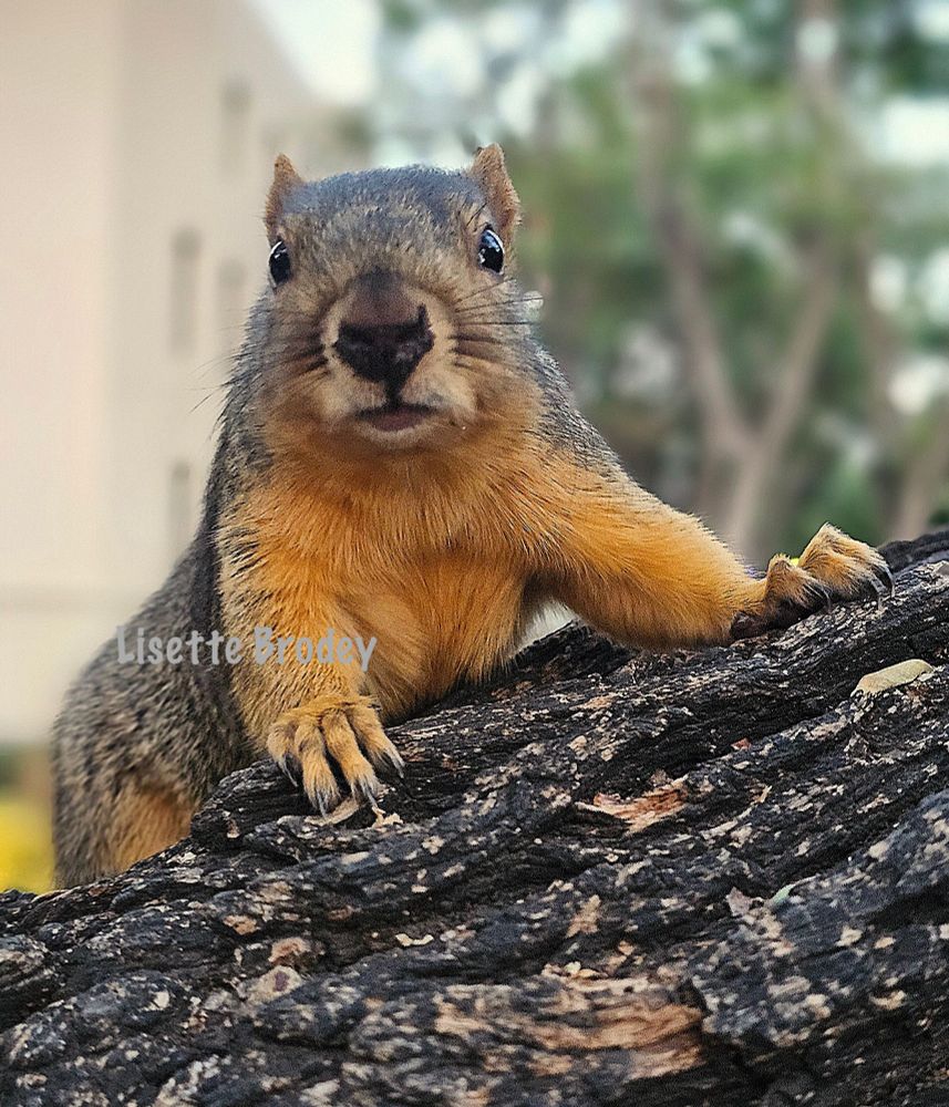 A very sincere-looking squirrel, posed on a large tree branch, is looking ahead as if conveying an important message. 