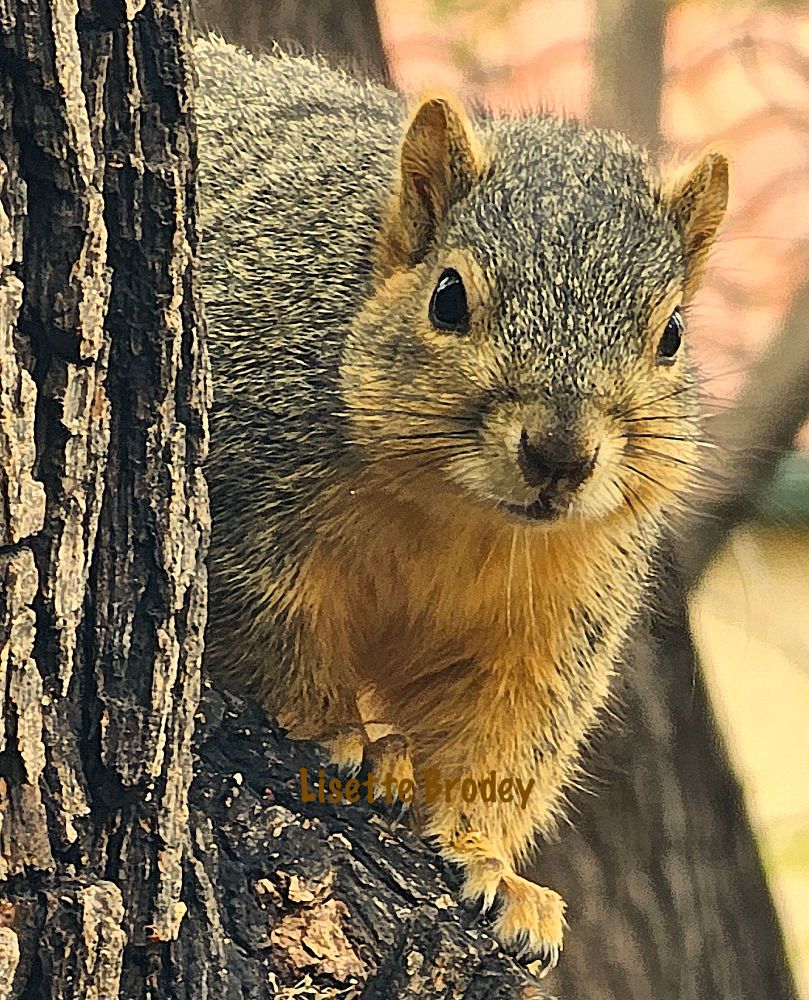 A squirrel high up in a tree, looks as if it is cautiously turning a corner.