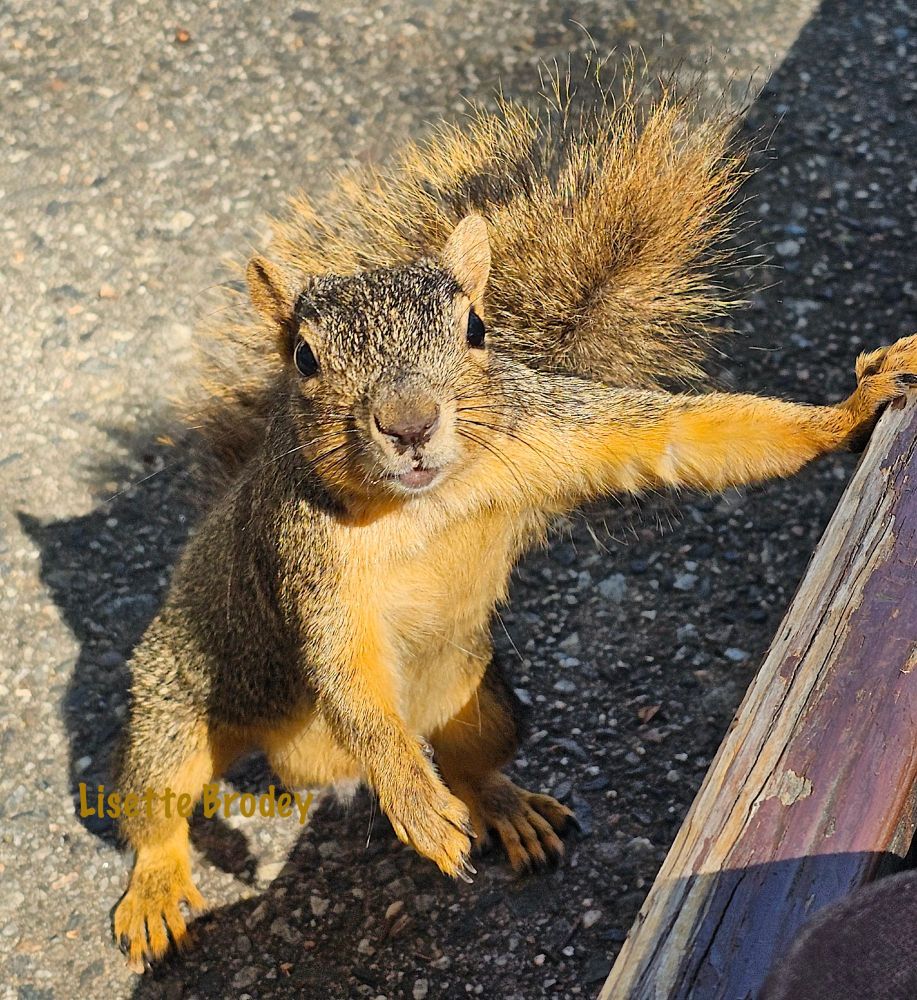 A squirrel is standing near a low bench, one paw holding on it, while looking up to say hello.
