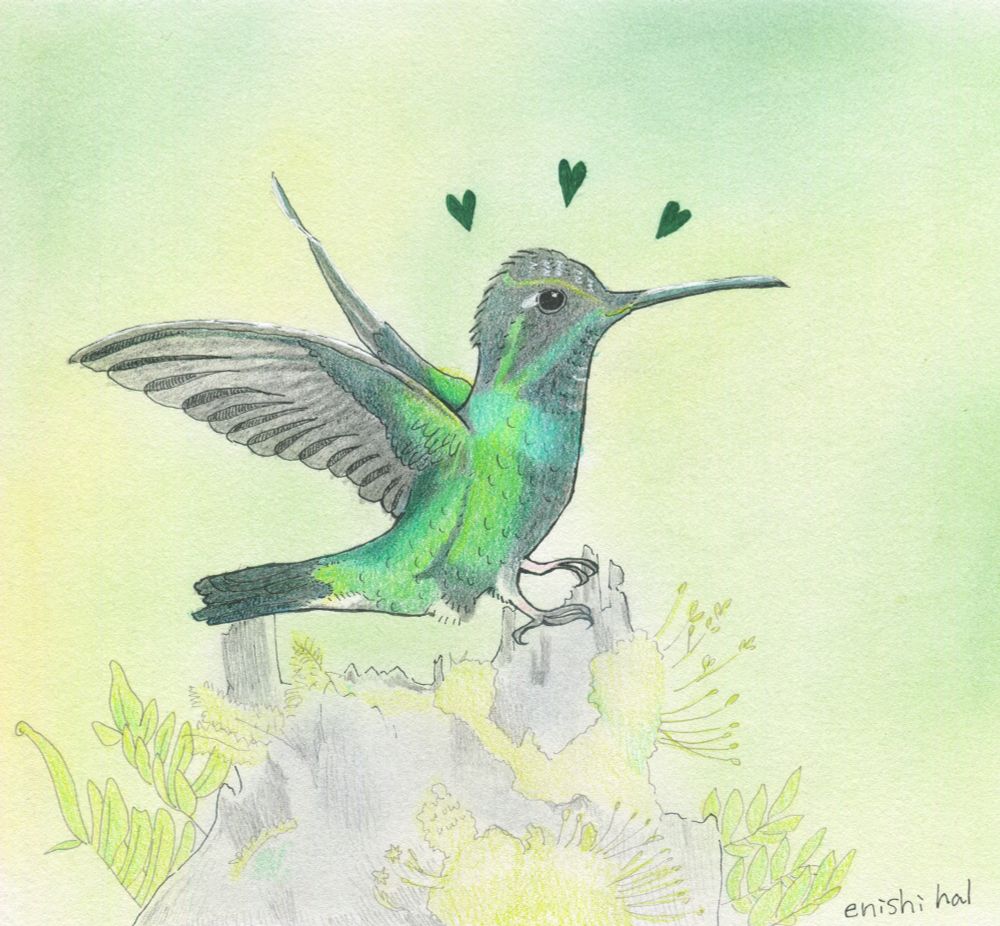 Talamanca Hummingbird