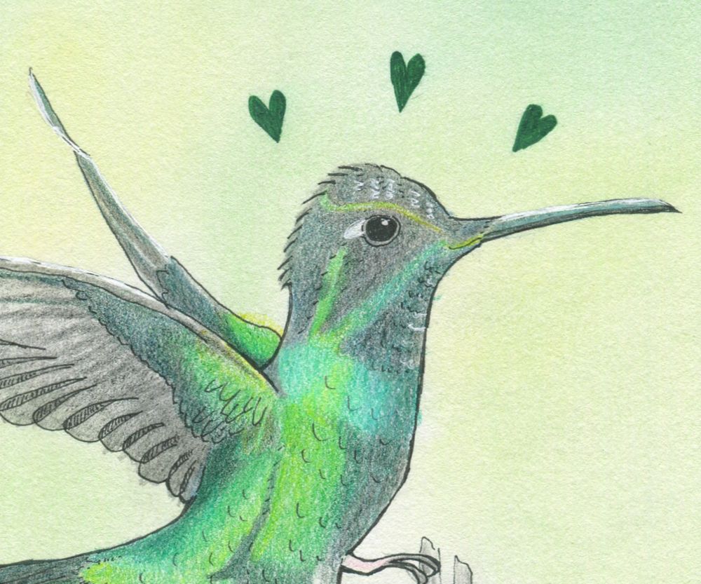 Talamanca Hummingbird