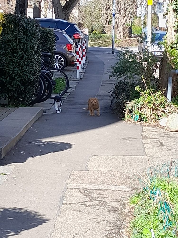 Foto von einem Gehweg mit links und rechts Hecken und Büschen und im Hintergrund parkenden Autos und Fahrrädern und mittig sieht man eine schwarz-weiße und eine rote Katze auf sich zukommen.