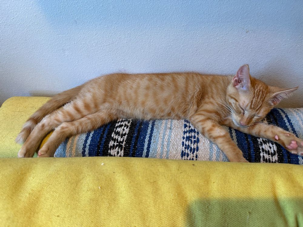 An orange tabby kitten sleeping stretched out on a blanket on the back of a couch