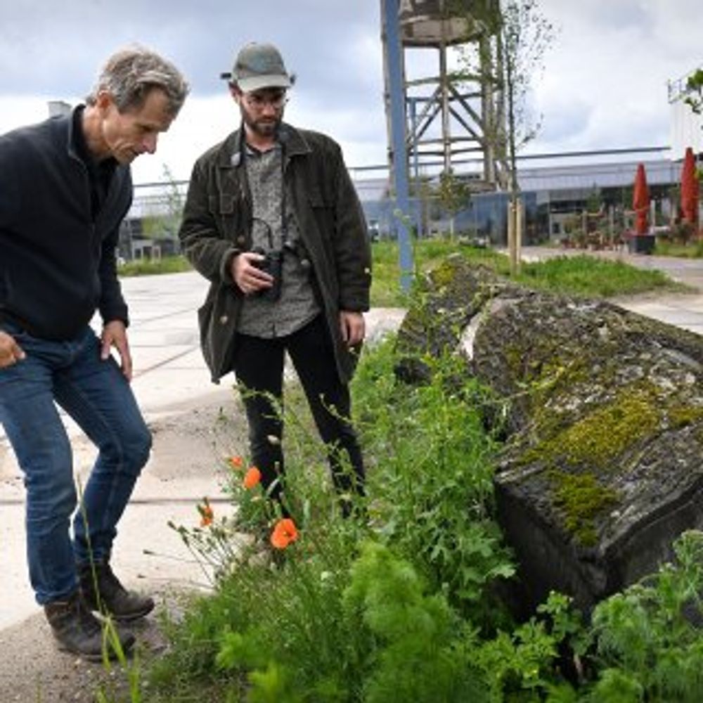 Bomen op het dak en planten in beton: stadsnatuur op het fabrieksterrein