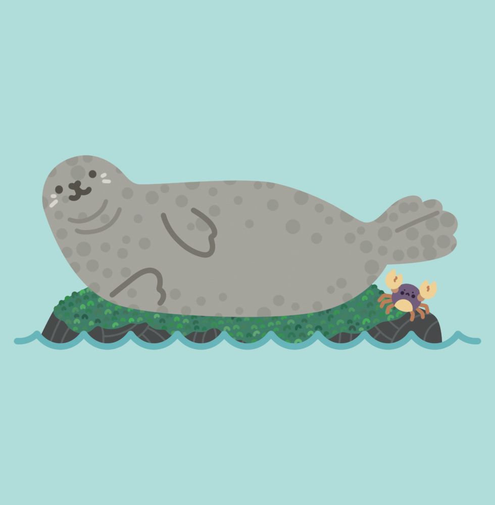 illustration of a harbor seal lounging on a rock with a small crab. the seal is posed with their tail pointing up. 