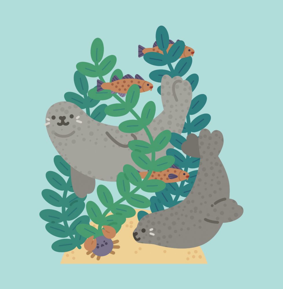 illustration of two harbor seals swimming amongst seaweed, fish, and a crab 