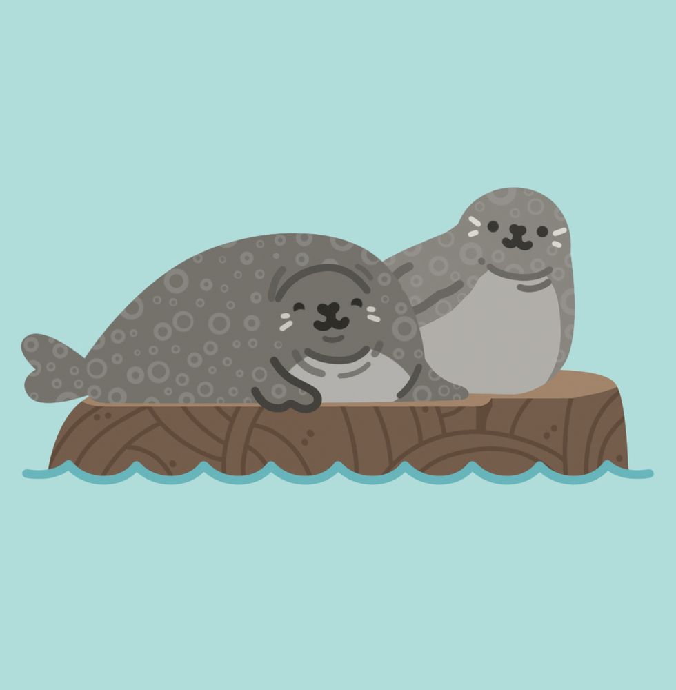 illustration of two ringed seals on a rock. one has their face squished inwards, creating cute wrinkles. 