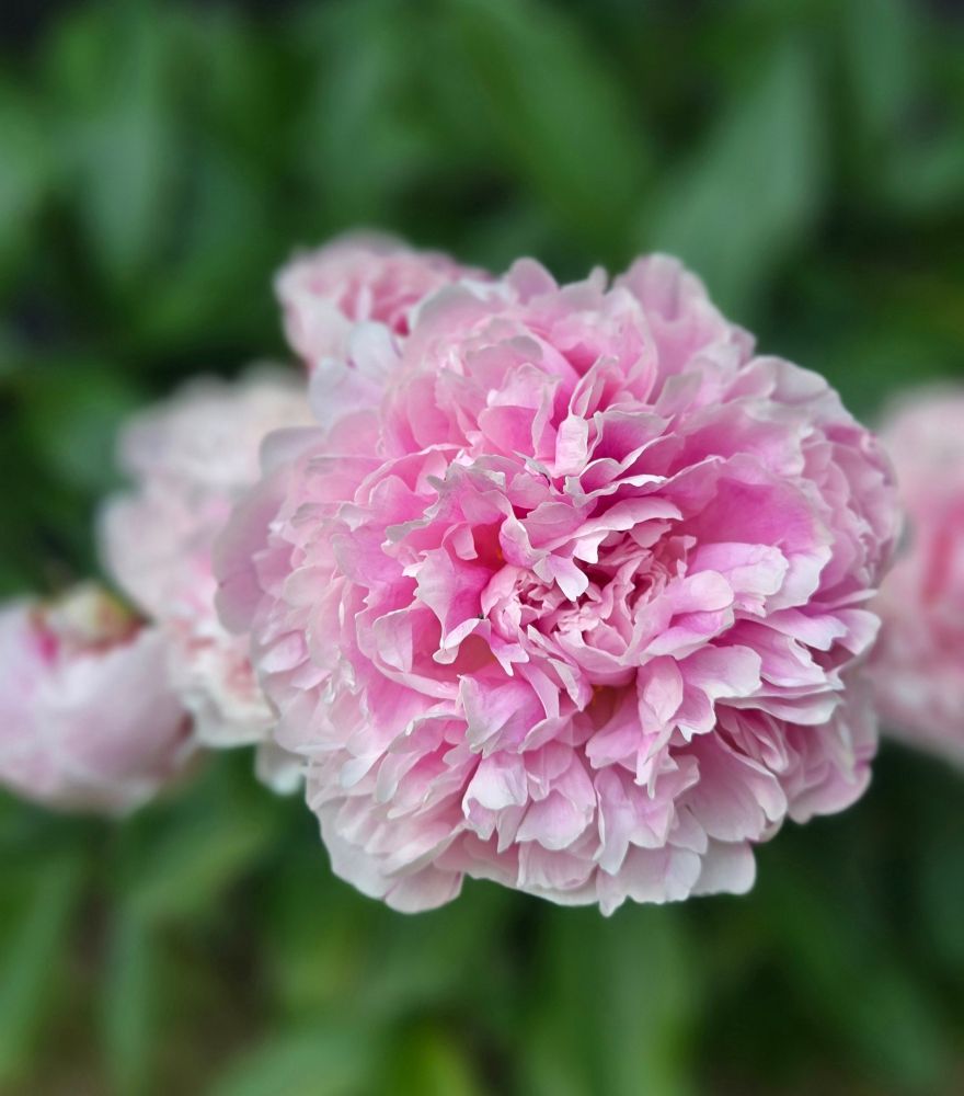 A close up picture of a light pink peony flower.