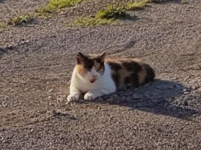 Eine Glückskatze liegt auf einem steinigen Untergrund in der warmen Sonne.  