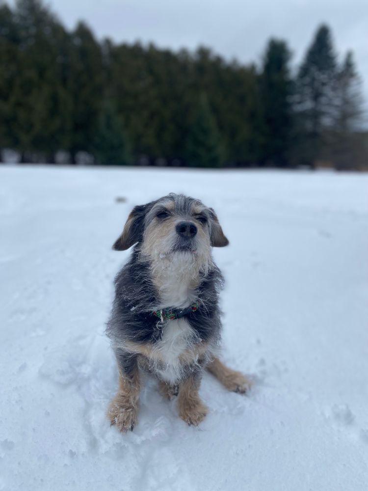 Dog chapter sitting regally on top of the snow in the yard