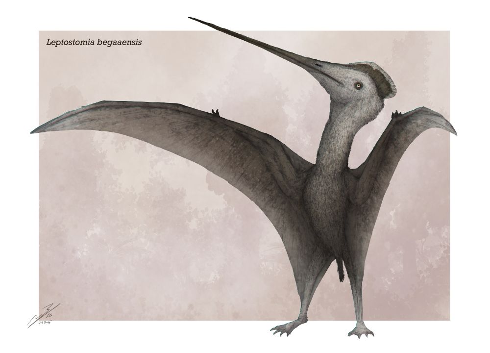 Illustration of grey Leptostomia pterosaur. 