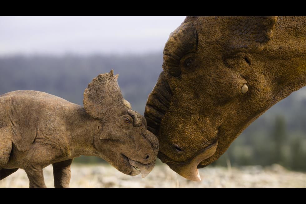 A mother and juvenile Pachyrhinosaurus nuzzle each other. 