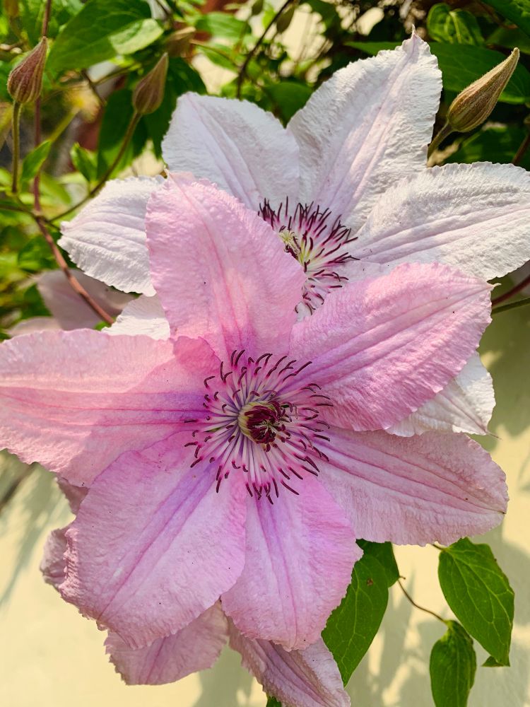 Ein Foto, das zwei große Clematisblüten in Nahaufnahme zeigt. Die obere Blüte ist ein helles, fast weißes Lavendel, während die untere Blüte ein kräftigeres Rosa und Violett aufweist. Beide Blüten haben zerbrechliche, papierähnliche Blütenblätter und dunkle, auffällige Staubgefäße in der Mitte. Sie wachsen an einer Kletterpflanze mit grünen Blättern und Knospen, die im oberen linken Teil des Bildes sichtbar sind. Die Blüten stehen vor einem hellen, cremefarbenen Hintergrund, der wahrscheinlich eine sonnenbeschienene Wand ist. 