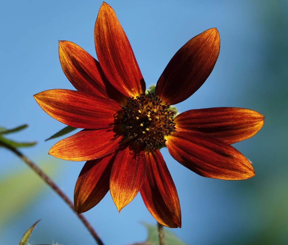 A close-up of a vibrant red-orange flower with eight petals, glowing in the sunlight against a clear blue sky.