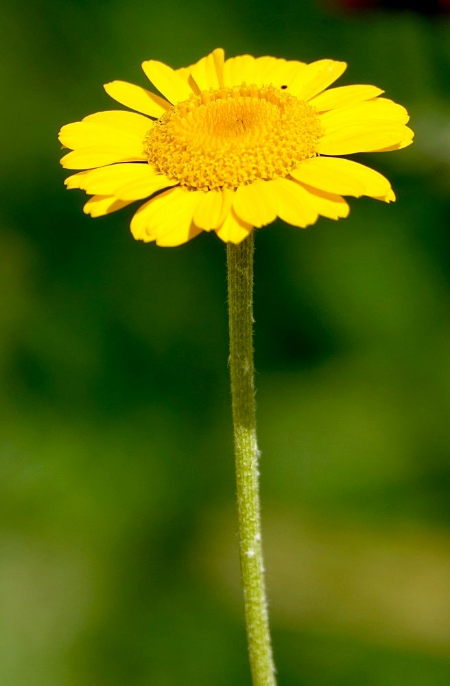 A single bright yellow flower against a blurred green background.

