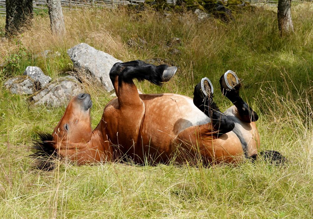 Ein braunes Pferd liegt auf dem Rücken im hohen Gras und wälzt sich mit allen vier Beinen in der Luft. Im Hintergrund stehen Felsen, Bäume und ein alter Holzzaun.