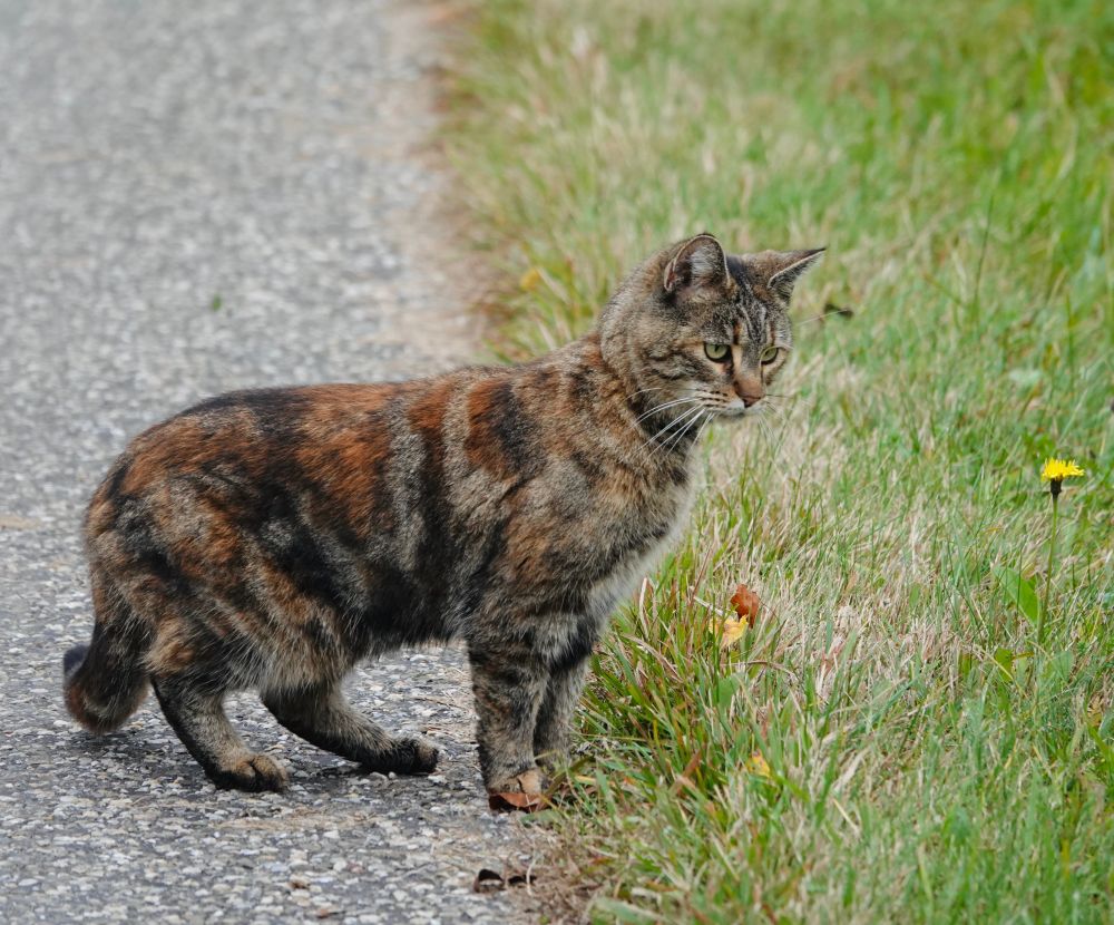 Eine getigerte Hauskatze, deren Fell braune, schwarze und rötliche Streifen aufweist, steht auf einem grauen Asphaltweg. Sie blickt aufmerksam nach rechts, wo eine Kante mit hohem grünem Gras und einer einzelnen gelben Löwenzahnblüte zu sehen ist.