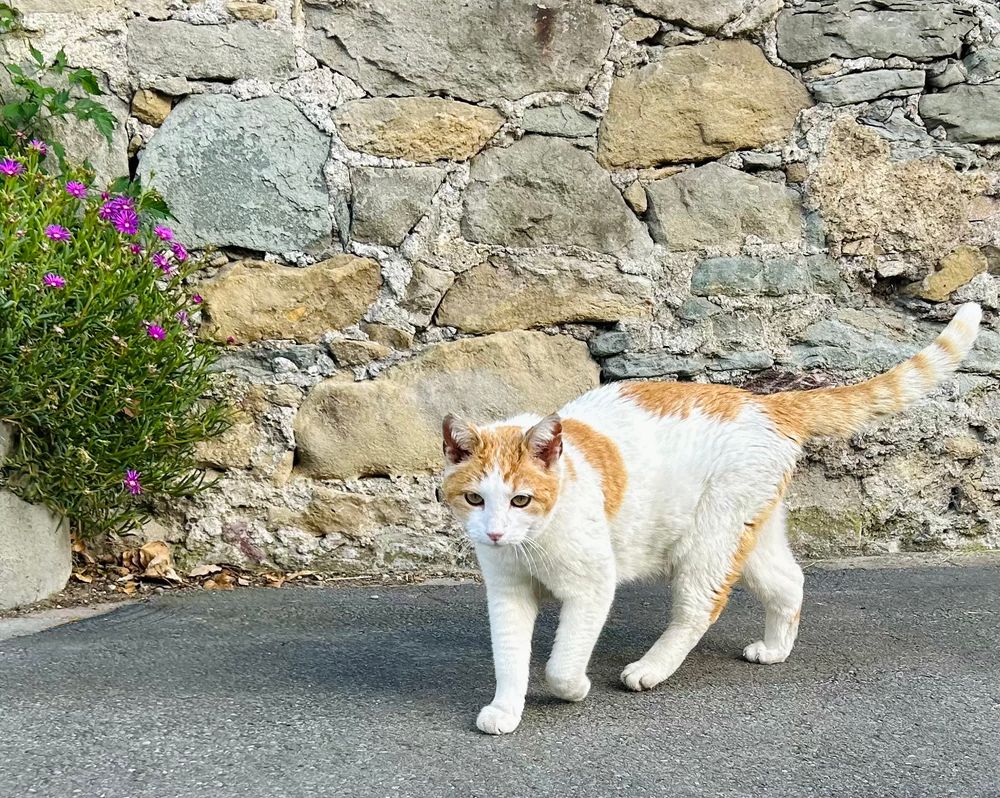 A white and orange tabby cat walks on a paved path in front of a stone wall. A small plant with purple flowers is on the left side of the image. 