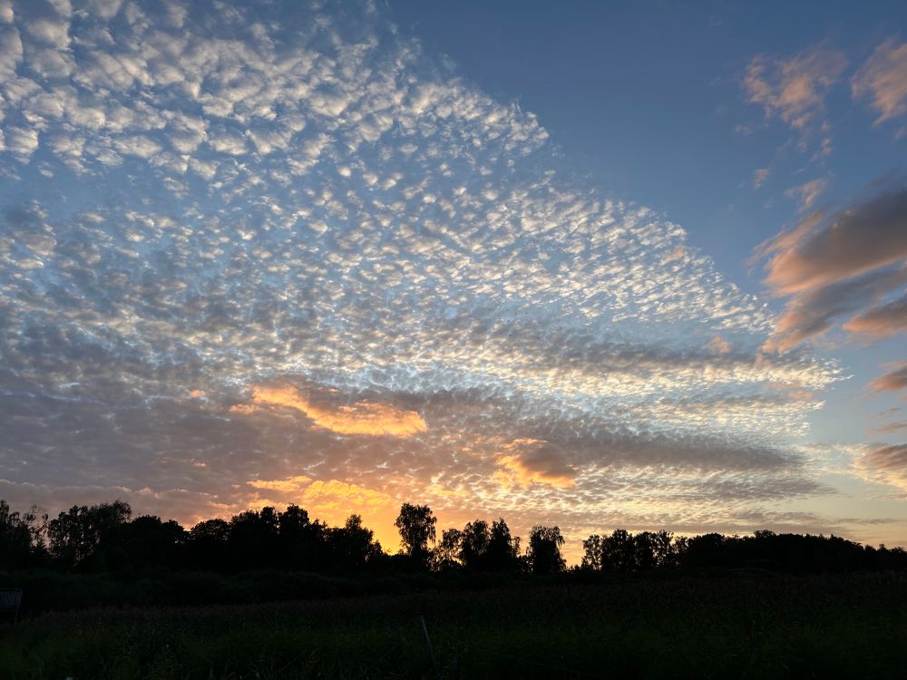 Sonnenuntergang hinter einer Baumreihe, darüber ein weitläufiger Himmel mit dicht verteilten, kleinen Wolken, die in warmen Orange- und Gelbtönen von der untergehenden Sonne beleuchtet werden.