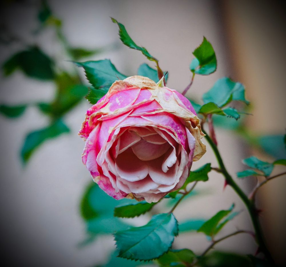 A single pink and white rose, slightly drooping and showing signs of wilting with brown edges on the outer petals, hanging from a stem with fresh green leaves.