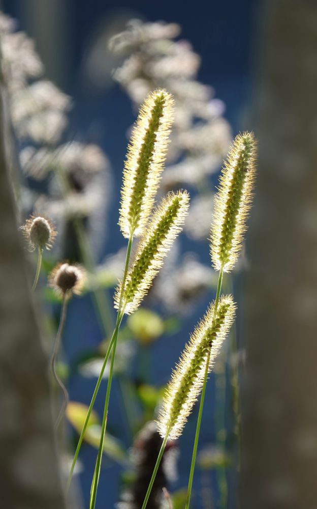 Nahaufnahme von vier Gräserähren im Sonnenlicht, deren feine Härchen leuchten. Links und rechts sind unscharfe Baumstämme zu sehen, im Hintergrund weitere verschwommene Pflanzen.
