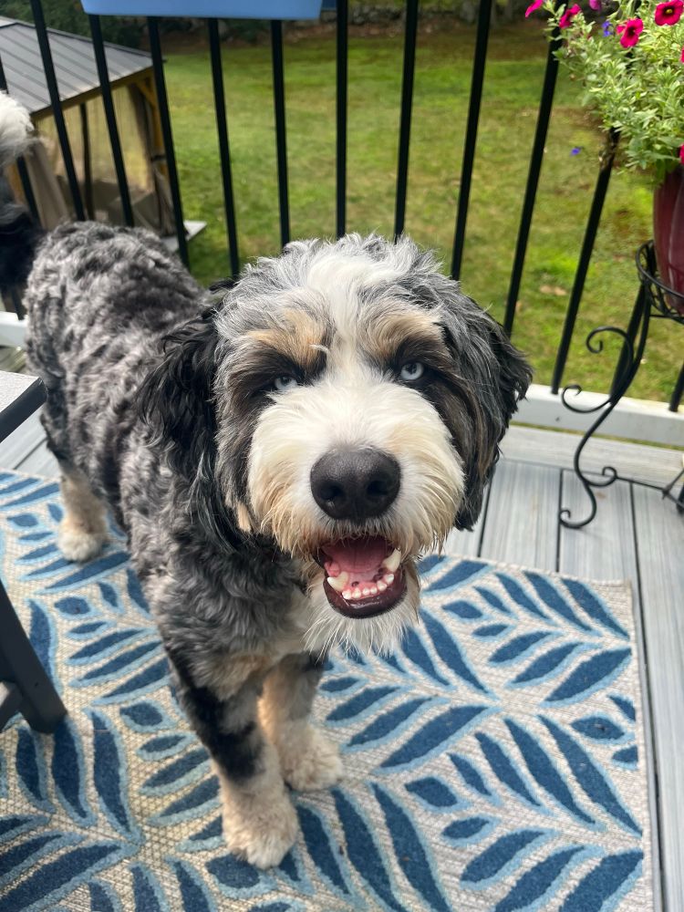 Happy doggie looking at the camera with mouth open trying to talk 