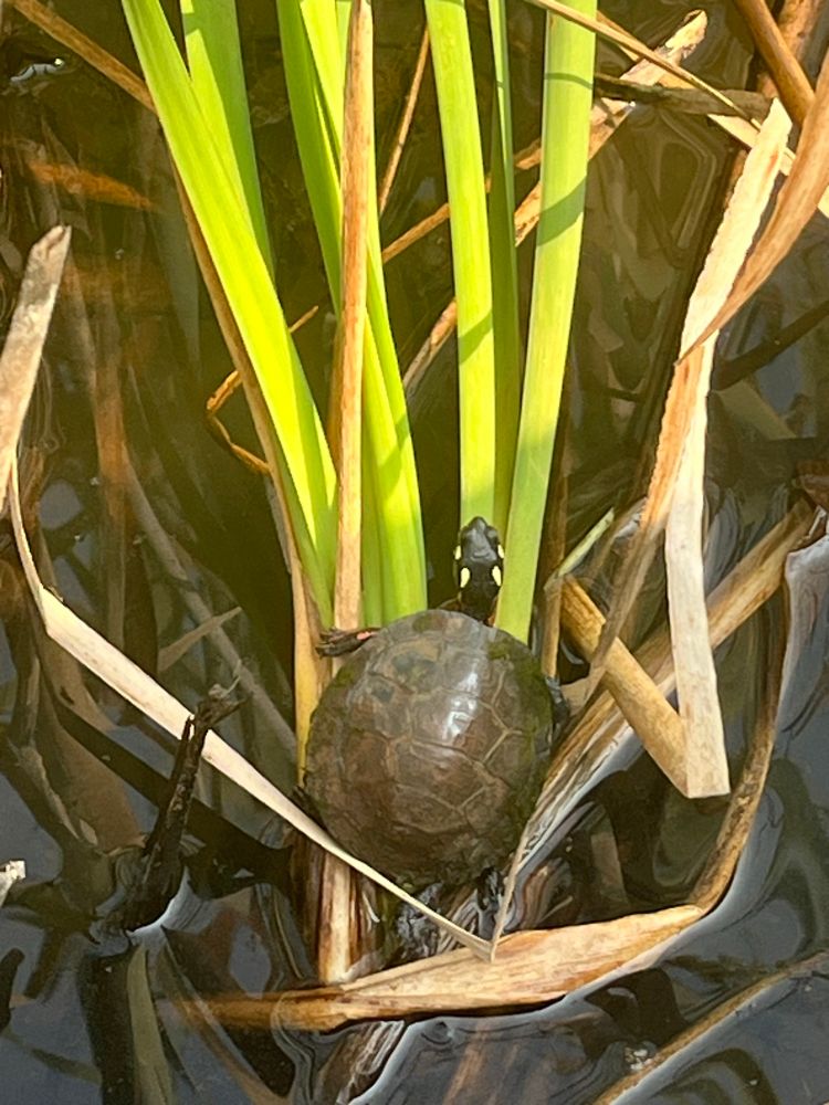 Baby painted turtle among a grassy pond 