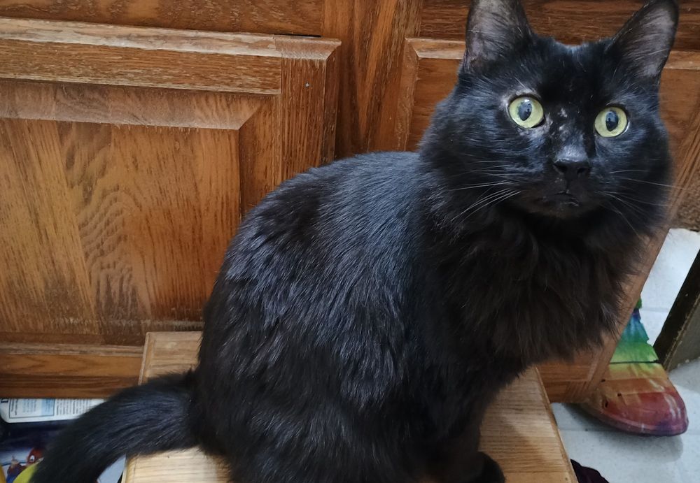 Midge, a fluffy, black cat, sitting on a wooden stool, in front of a wooden cabinet in the bathroom.  Her bright, yellow eyes are wide open, staring just past the camera.
