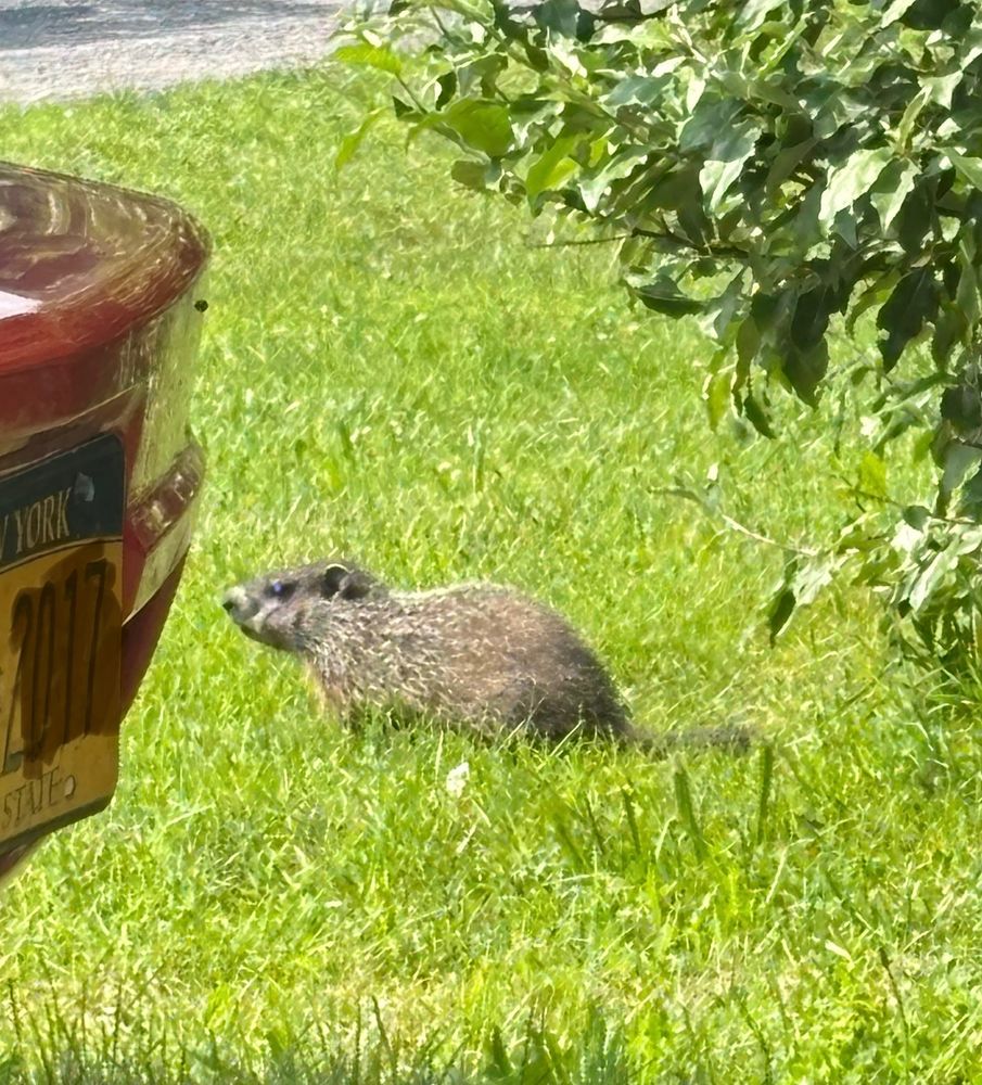My rear bumper at the campground and my neighbor hedgehog, left profile. 