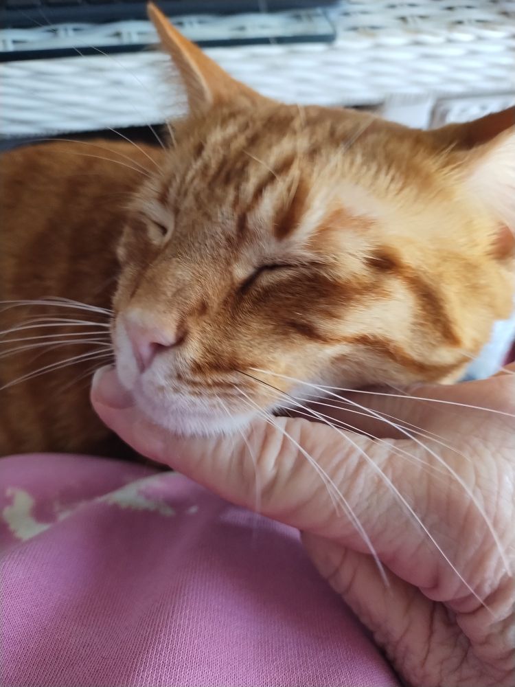 Cat enjoying a chin scratch 