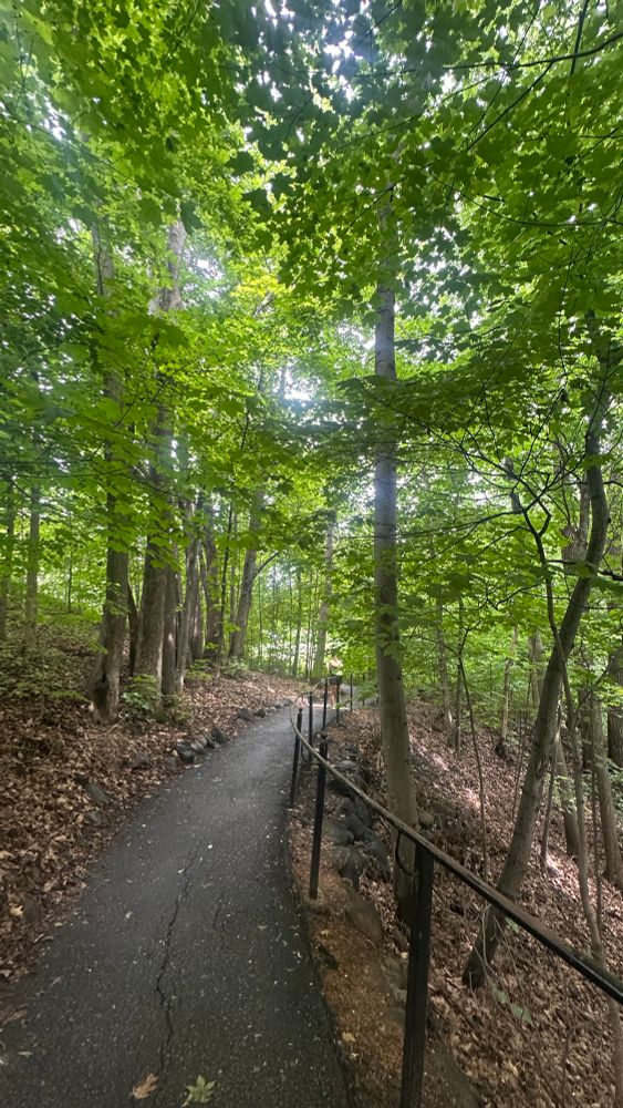 A low-angle shot captures a paved walking path winding through a dense, sun-dappled forest. The path, dark and smooth, curves gently to the left, disappearing into the distance. On the right, a black metal handrail with vertical pickets follows the path, set against a low stone wall. Both sides of the path are covered in a layer of brown fallen leaves, and the ground slopes upward slightly into the trees. The forest is lush with vibrant green foliage, and the leaves overhead create a natural canopy, with patches of bright sunlight filtering through the gaps, illuminating the leaves from above. Numerous tree trunks, varying in thickness, rise vertically along the path. The overall impression is one of a serene and inviting natural environment, perfect for a leisurely stroll.
