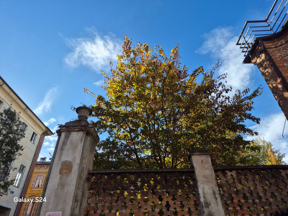 A tree in the schoolyard.