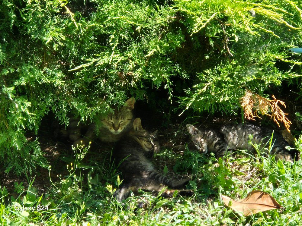 Mama Cat with her two kittens under a bush, sleeping.