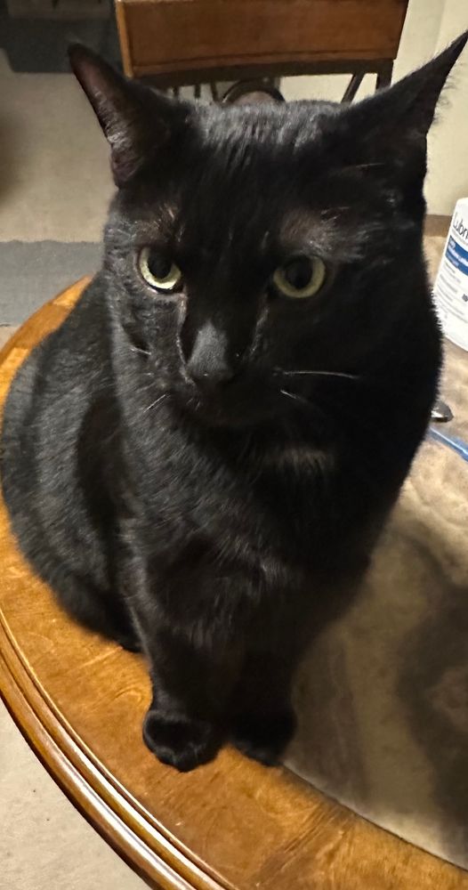 OP posted her black cat Leo, who is sitting on a table looking to the side of the camera.