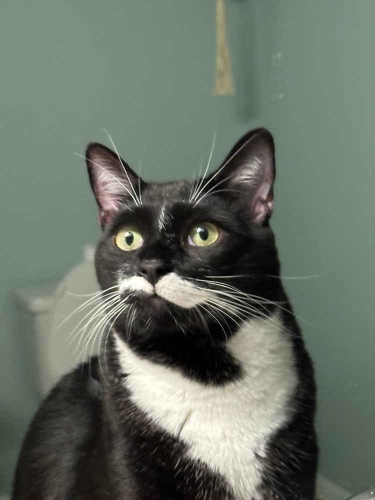Picture of the tattoo model. An adorable black and white tuxedo with an uneven mustache, green eyes, and a white “shirt” 