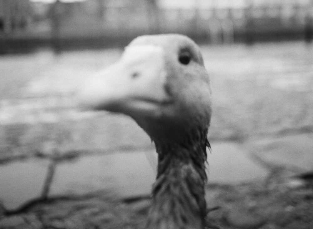 a black and white photo of a goose extremely close to the lens