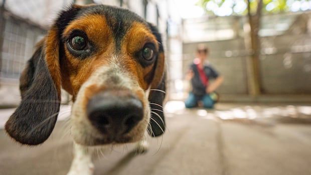 According to a recent study, it turns out many people aren't great at identifying which personal decisions contribute most to climate change — and the some of the ones that do, such as owning a pet do...