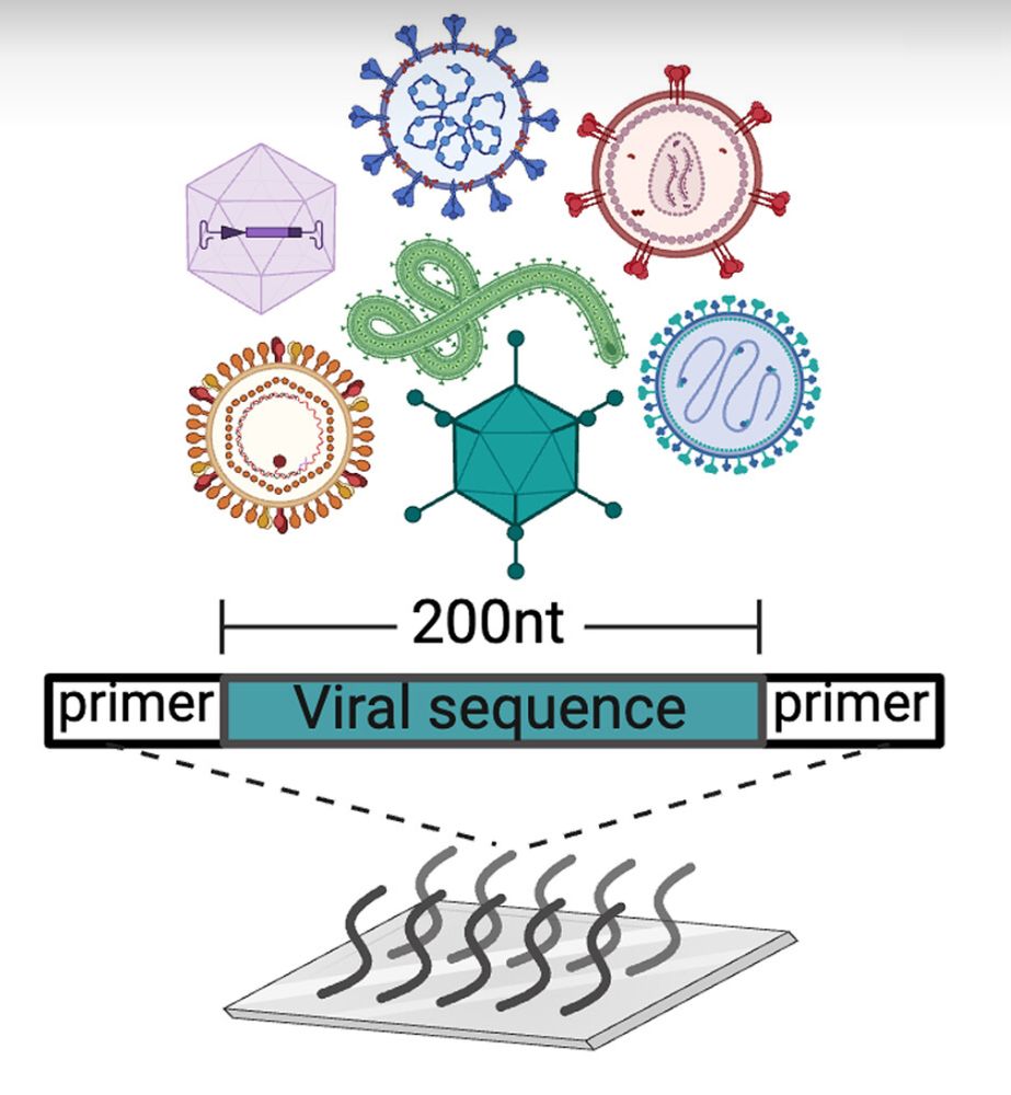 Graphic showing how Massively Parallel Ribosome Profiling scans numerous viruses for translated regions of their genomes. 
