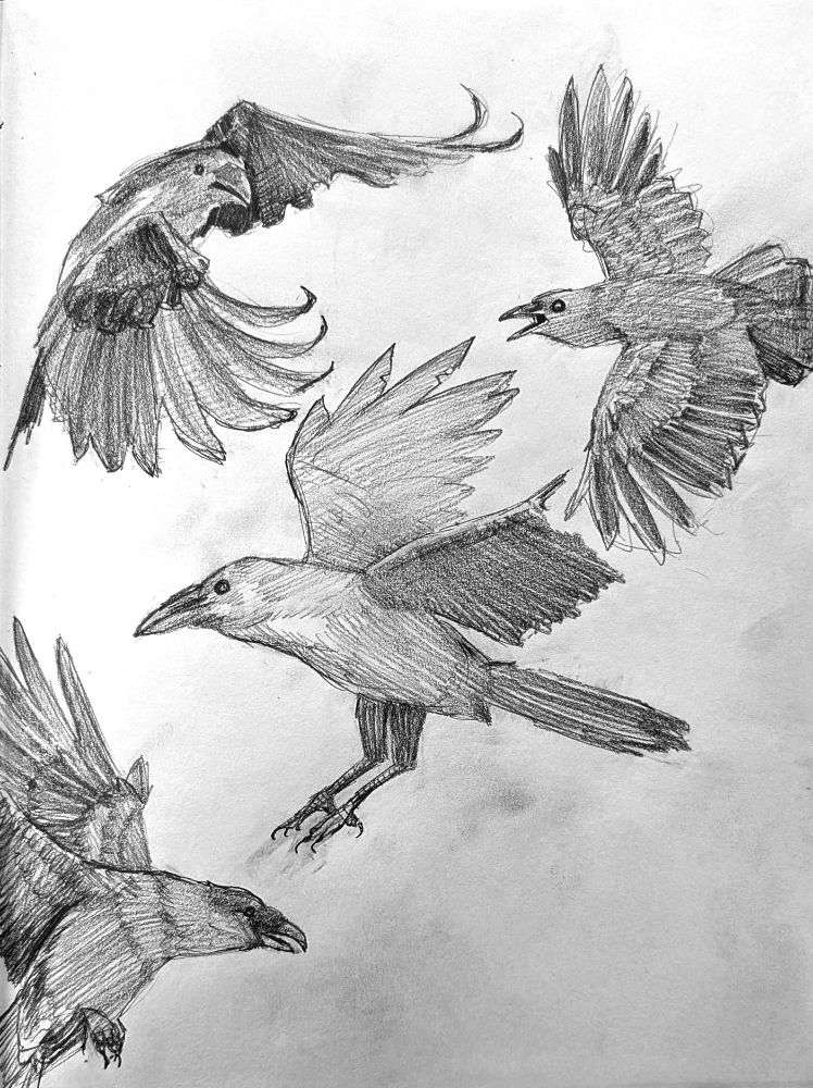 Crows in flight with spread wings.