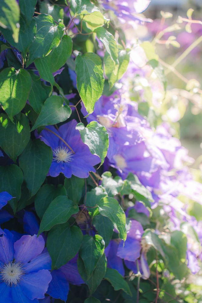 close up photo of a bunch of big, blooming purple flowers sunlit from the side