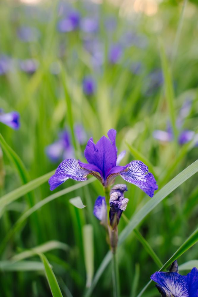 close up photo of a purple iris flower